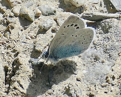 green-underside blue